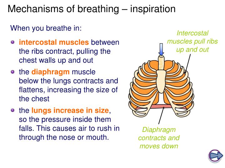 PPT - GCSE Physical Education PowerPoint Presentation - ID:5459251