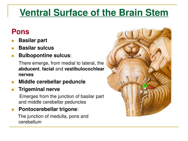 brain stem pons brain stem pons