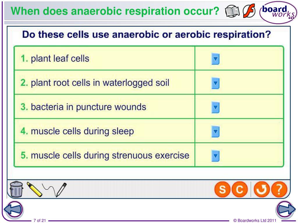 PPT - Anaerobic Respiration PowerPoint Presentation - ID ...