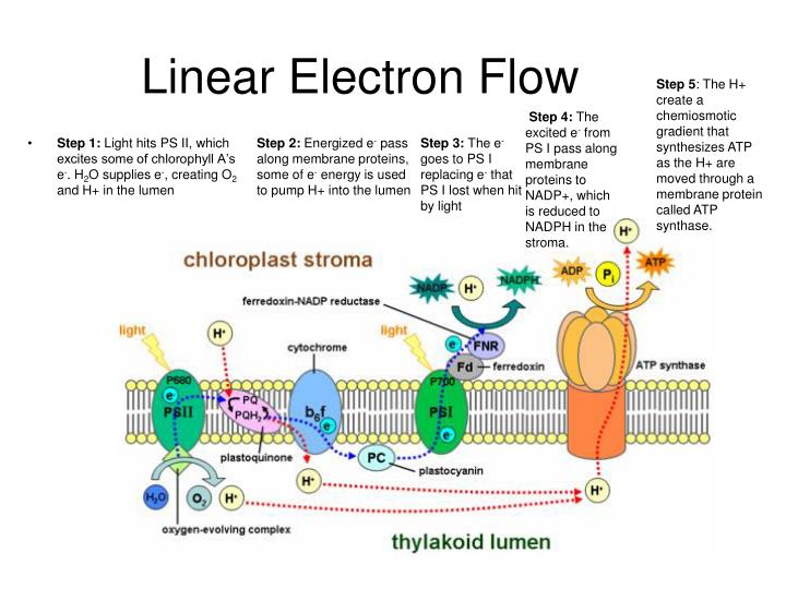 PPT Photosynthesis And Cellular Respiration PowerPoint Presentation ppt-photosynthesis-and-cellular-respiration-powerpoint-presentation