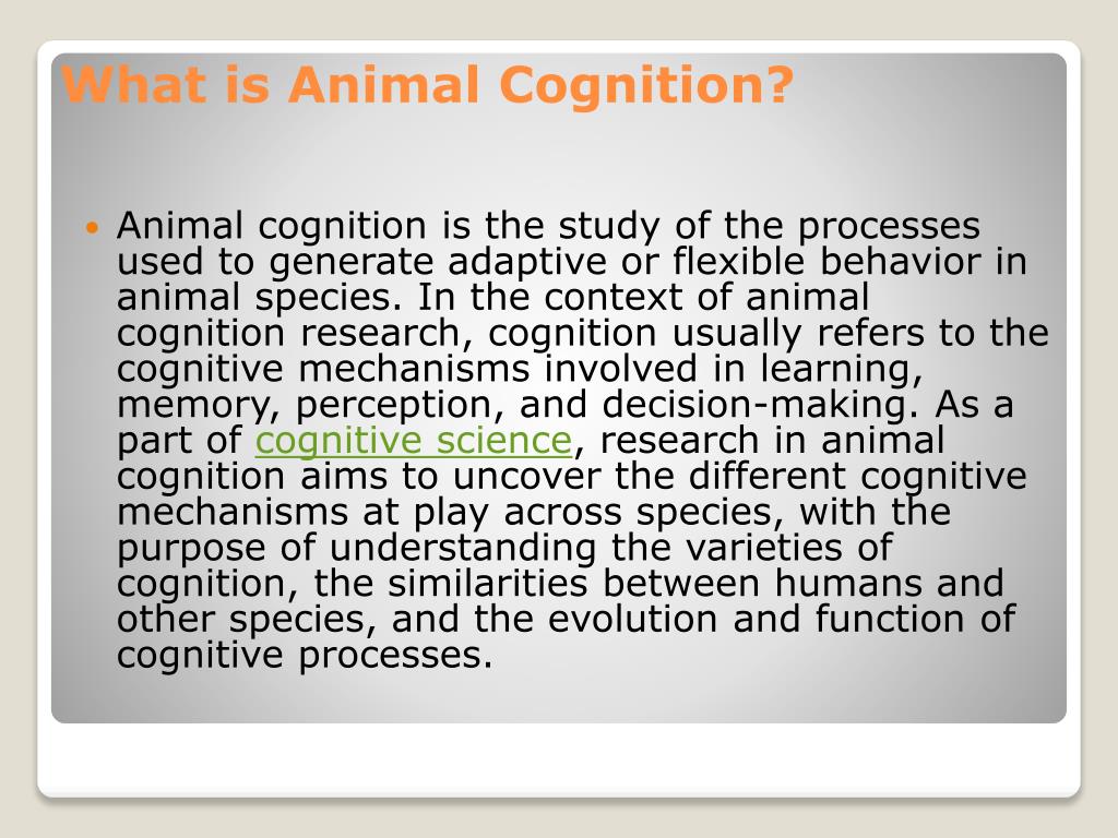 animal cognition research paper