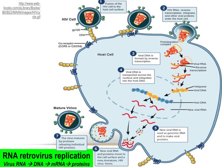 PPT - Viruses Living a borrowed life PowerPoint Presentation - ID:5460299