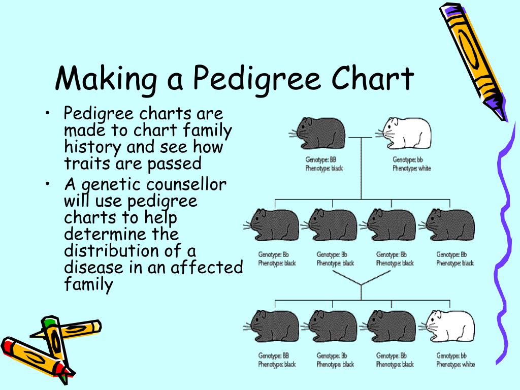 Human Pedigree Chart Generator