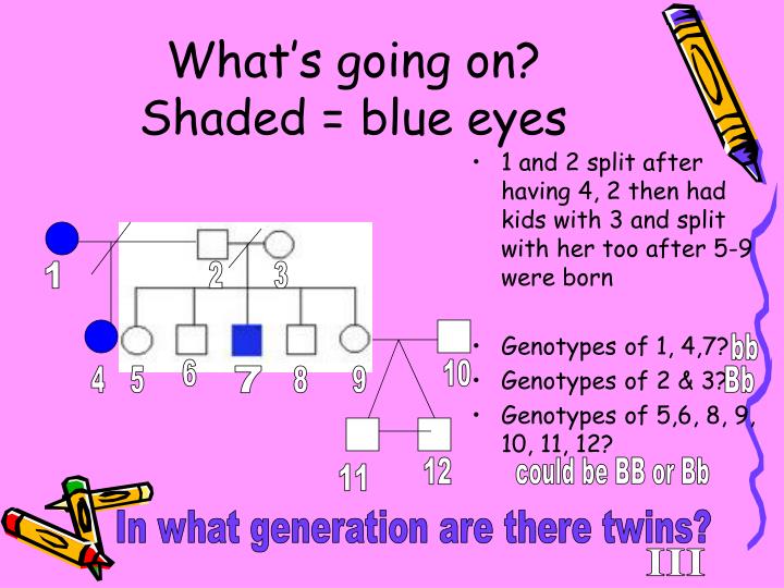 PPT - Making a Pedigree Chart PowerPoint Presentation - ID:5460402