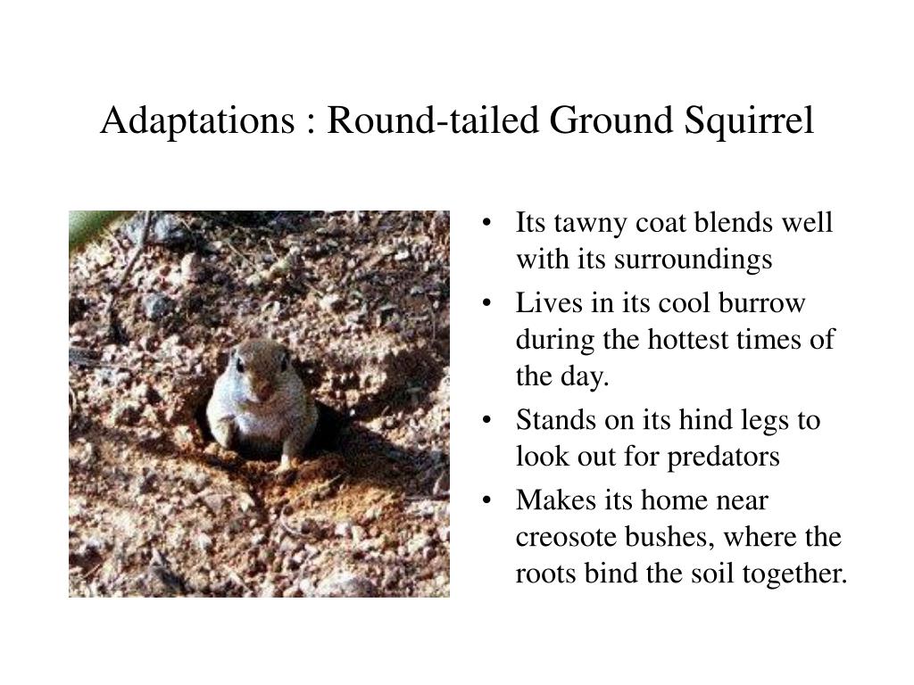 PPT - Adaptations (2) PowerPoint Presentation, free download - ID:235236 PPT - Adaptations (2) PowerPoint Presentation, free download - ID:235236