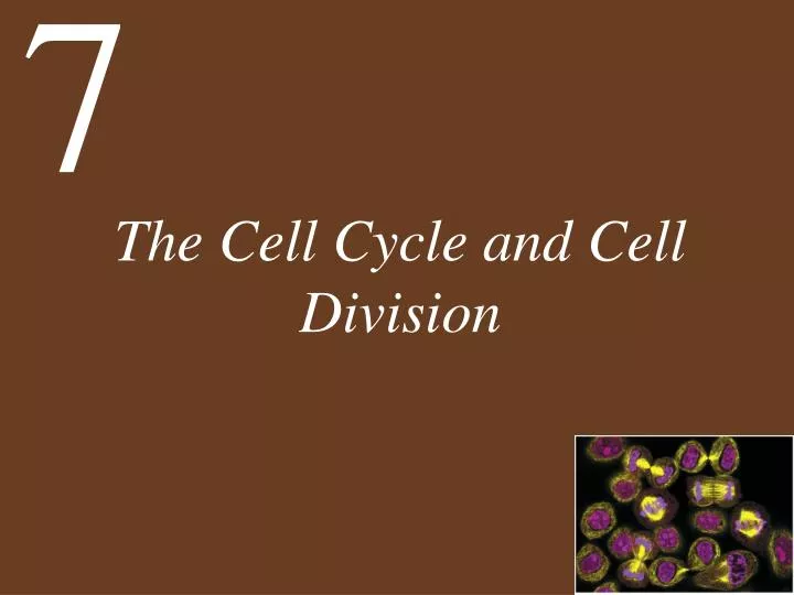 the cell cycle and cell division n.