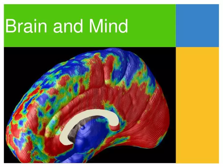 PPT - Brain and Mind PowerPoint Presentation, free download - ID:5463907