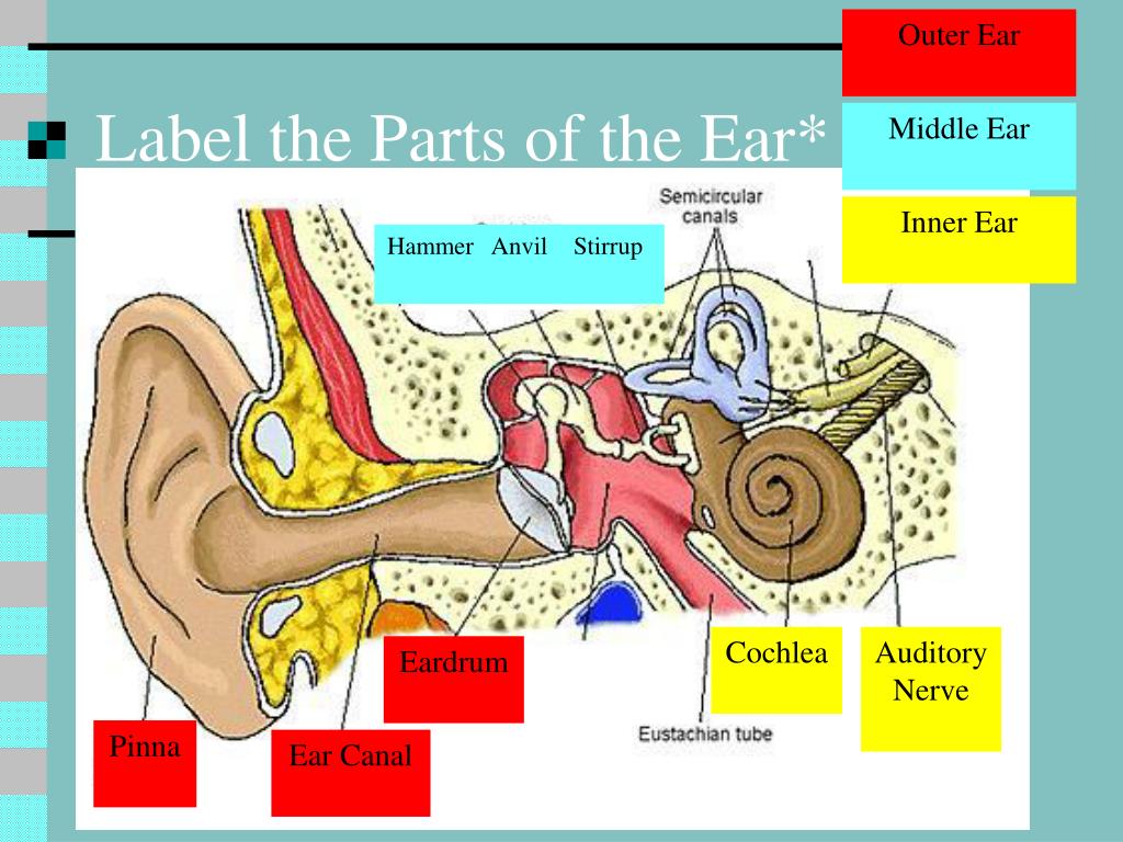 parts of the ear