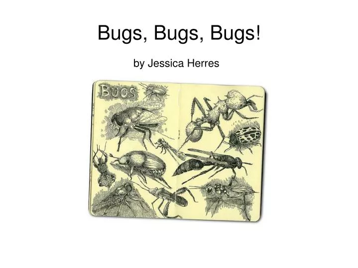 bugs bugs bugs n.