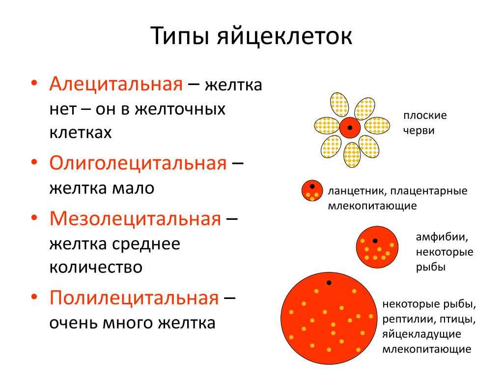Каких классов позвоночных животных имеют крупные яйцеклетки. Типы яйцеклеток. Строение и типы яйцеклеток. Тип яйцеклетки у плацентарных млекопитающих. Типы яйцеклеток у животных.