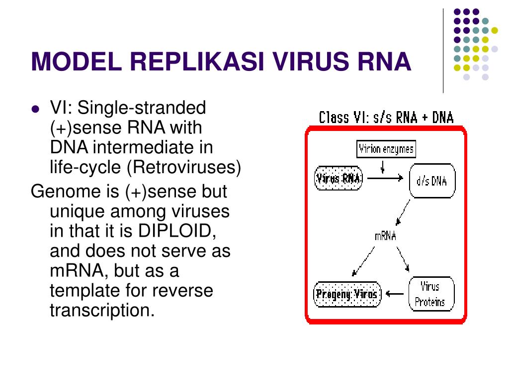RNA viruses. Вирус POWERPOINT. Negative sense RNA viruses. Single-Stranded (-) (RNA) viruses.