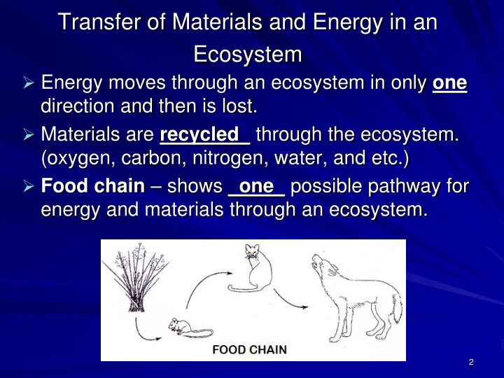 Analyze The Flow Of Energy Through A Food Chain Analyze The Flow Of Energy Through A Food Chain