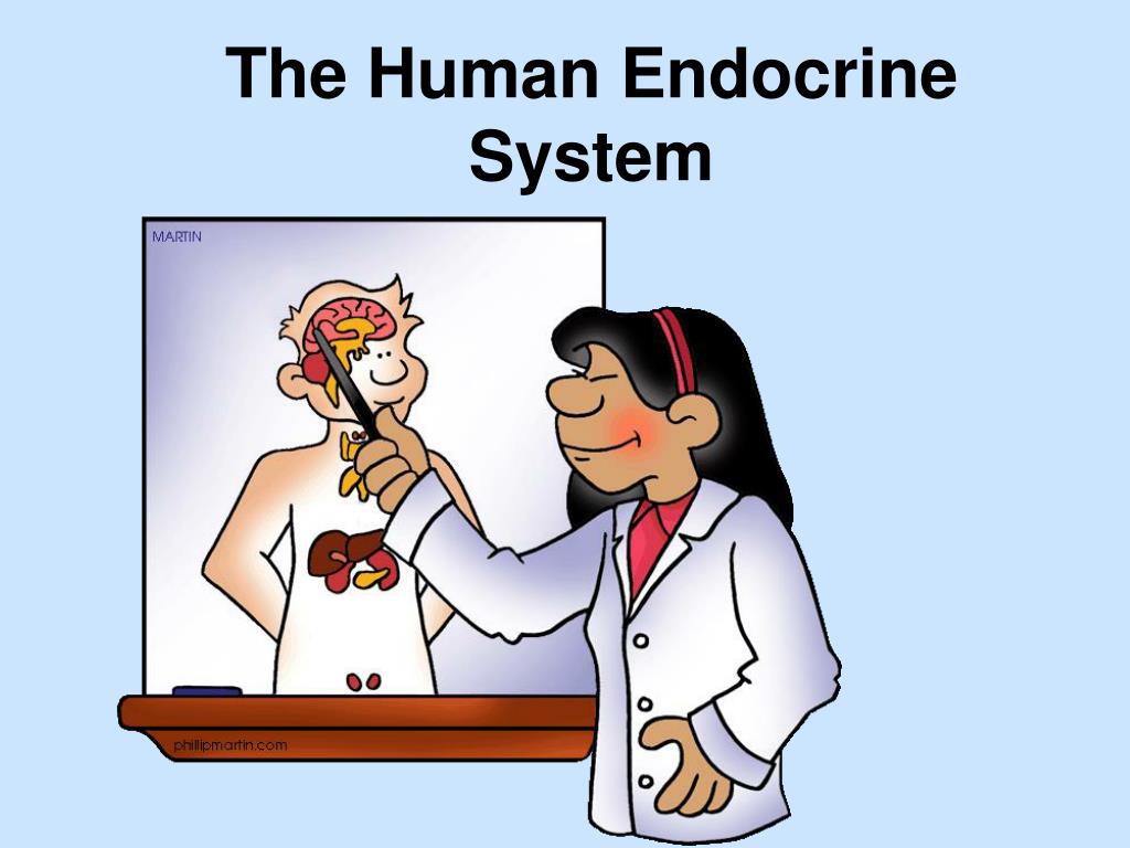 Ppt The Human Endocrine System Powerpoint Presentation Free Download