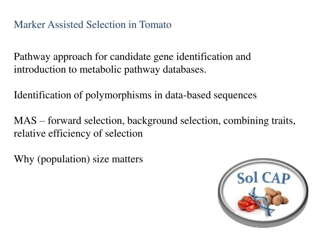 PPT - Marker Assisted Selection in Tomato PowerPoint Presentation, free  download - ID:5471718