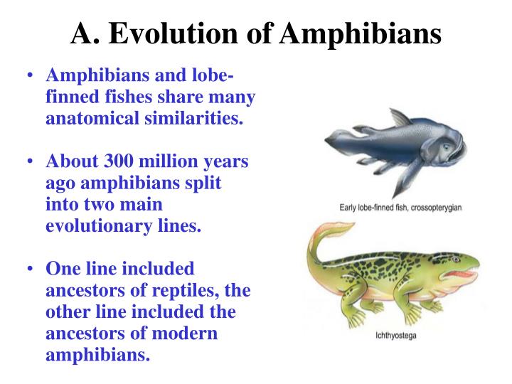PPT Class Amphibians (Chapter 40) The name amphibian means "double