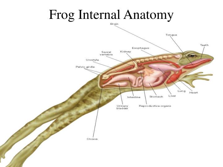 PPT - Class: Amphibians (Chapter 40) The Name Amphibian Means "double ...