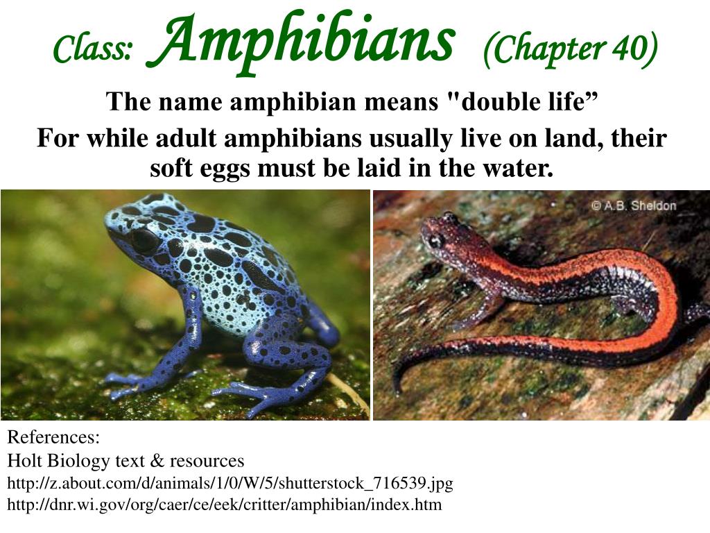 PPT - Class: Amphibians (Chapter 40) The name amphibian means 