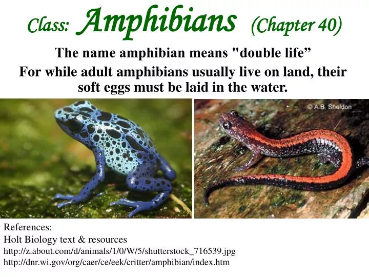 PPT Class Amphibians  Chapter 40 The name amphibian  