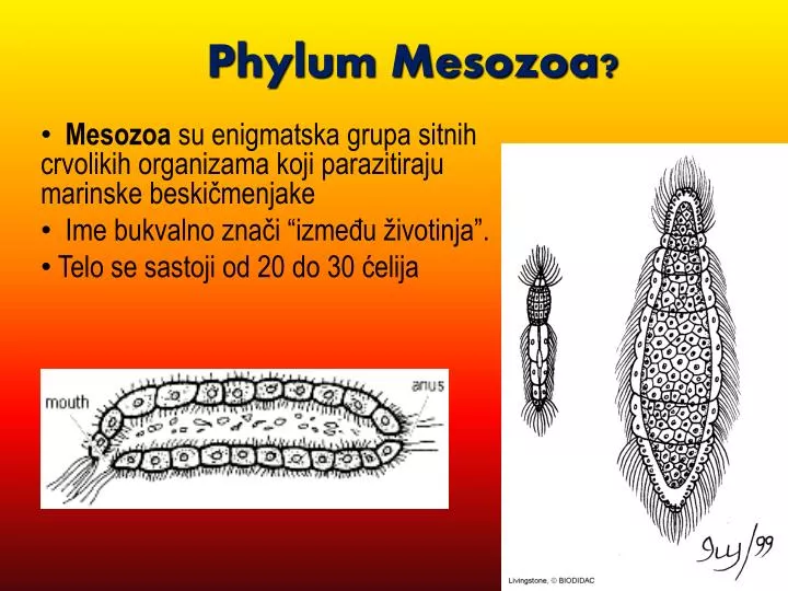 PPT - Phylum Mesozoa ? PowerPoint Presentation, free download - ID:5472601