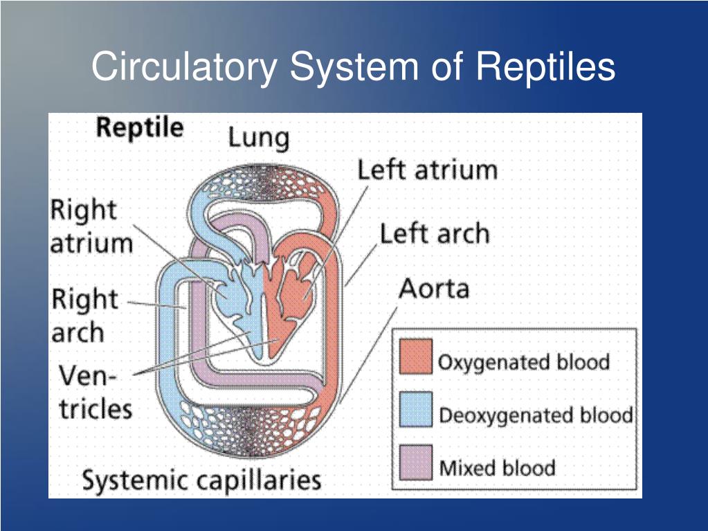 PPT - Chapter 17 and 18 Notes, Reptiles and Amphibians PowerPoint