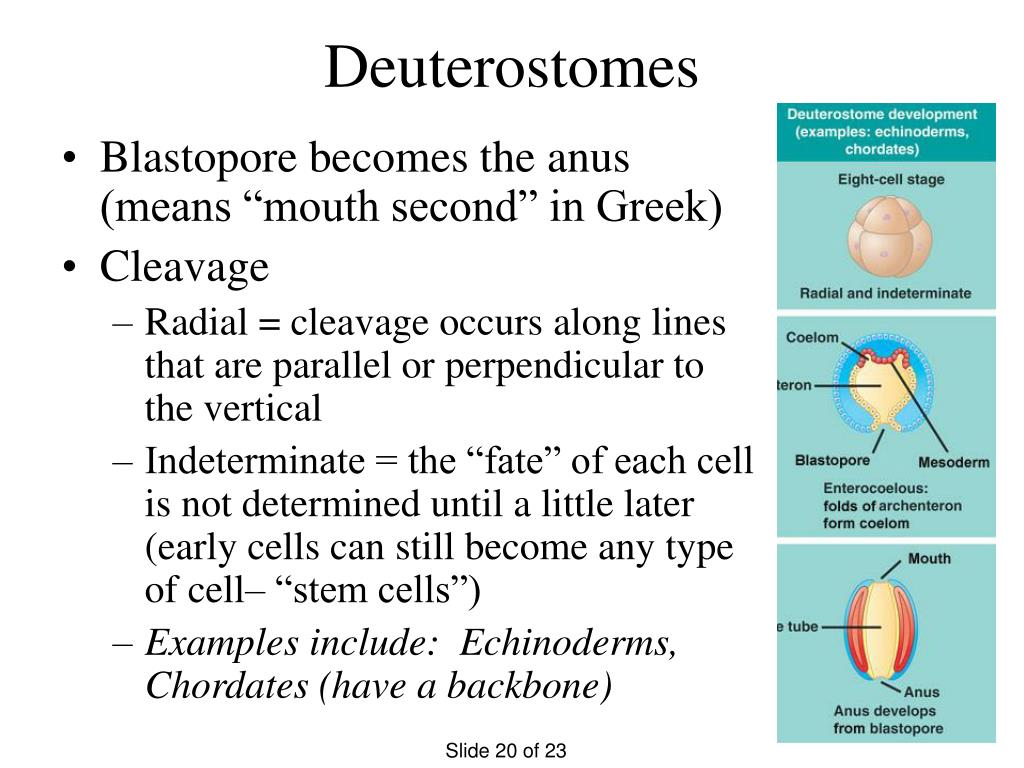 when does the blastopore becomes the mouth or the anus when does the blastopore becomes the mouth or the anus