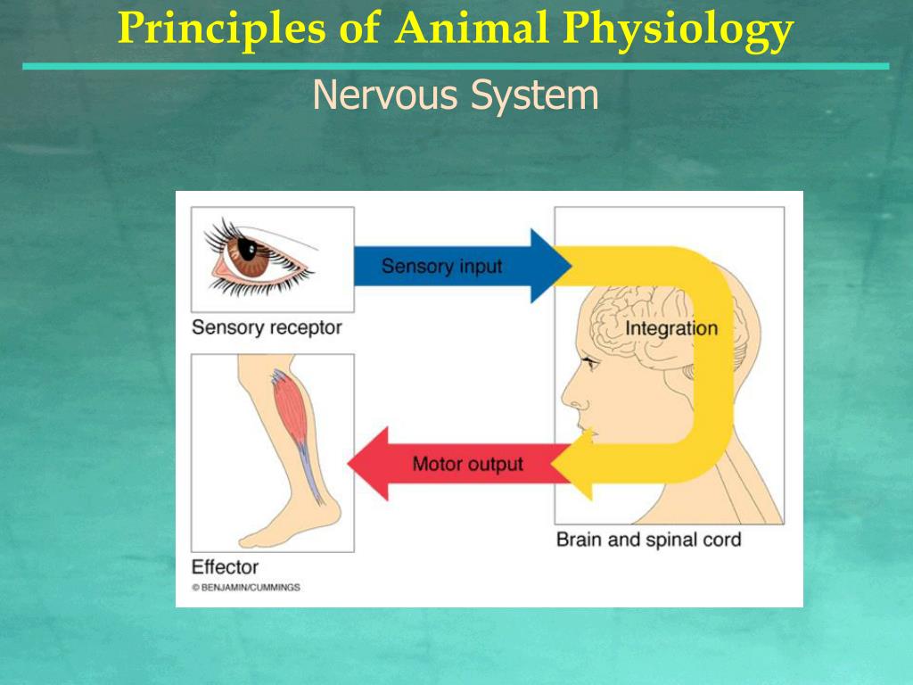 PPT - Principles of Animal Physiology PowerPoint Presentation, free  download - ID:5472925