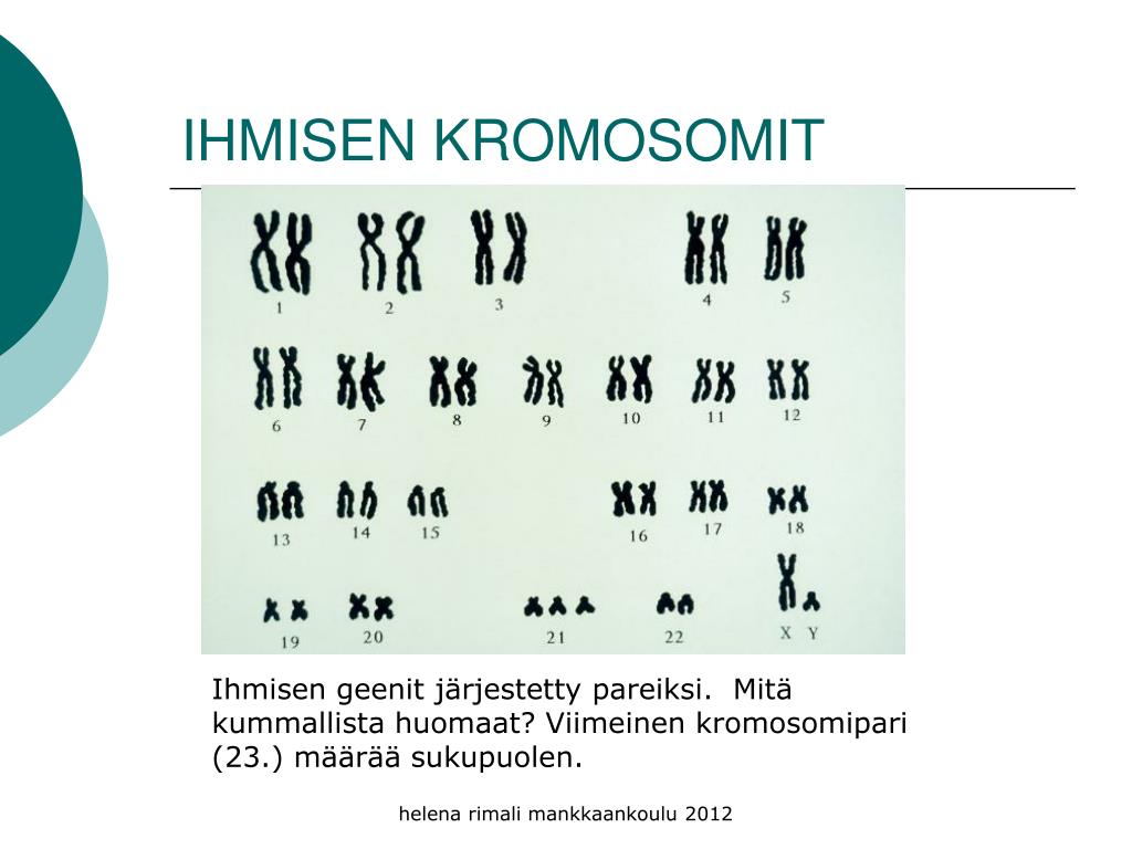 ppt-genetiikka-perinn-llisyystiede-powerpoint-presentation-free