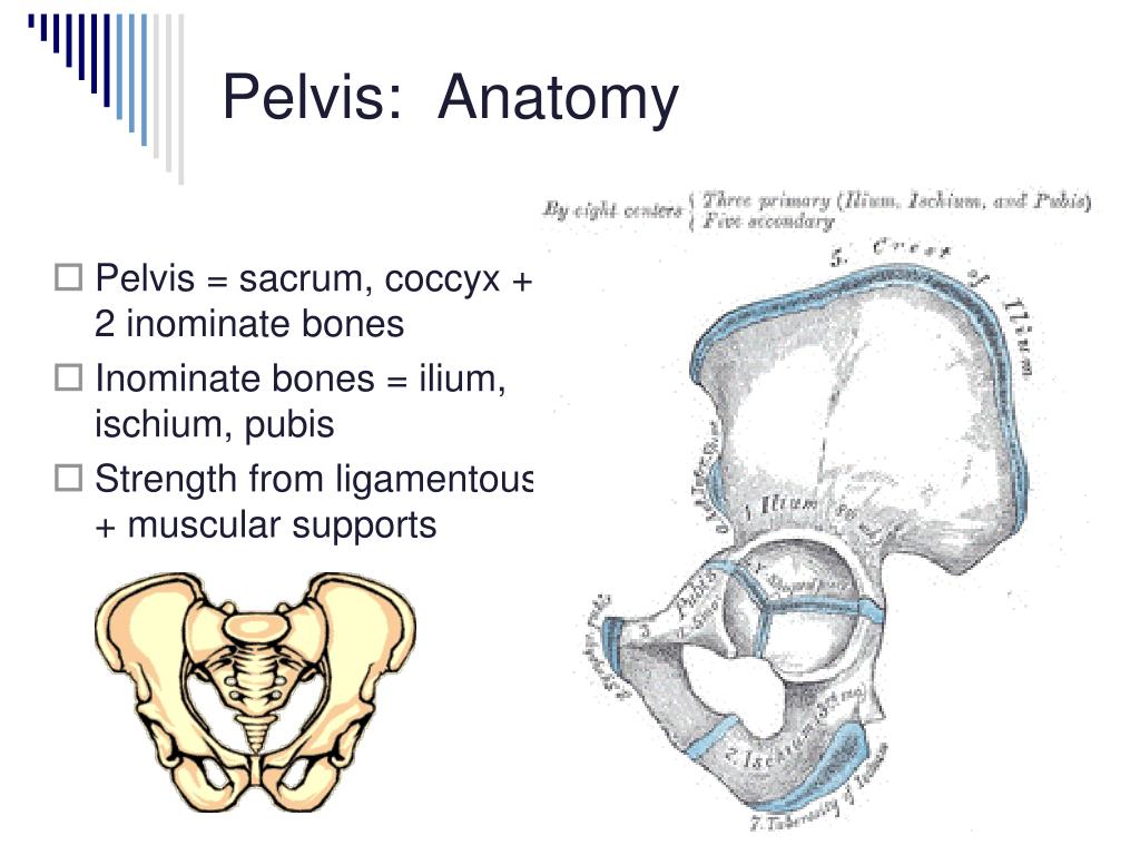 pelvis anatomy.