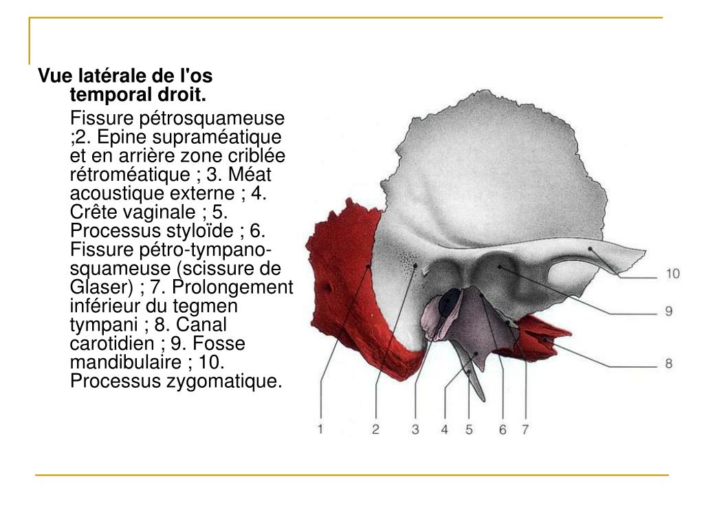 PPT ANATOMIE DE L OREILLE PowerPoint Presentation Free Download ID 