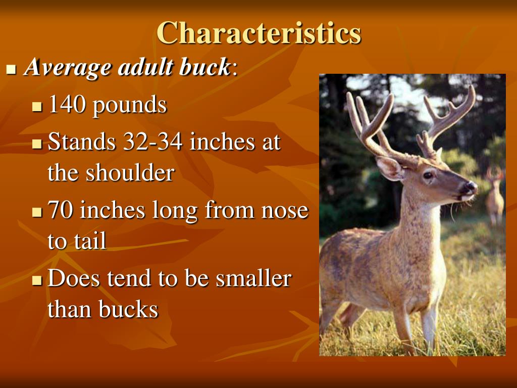 PPT - White-tailed Deer PowerPoint Presentation, free download - ID:5474743