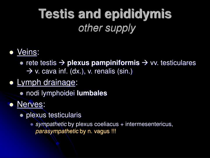 PPT - Male genital system Systema genitalium masculinum Morphology ...