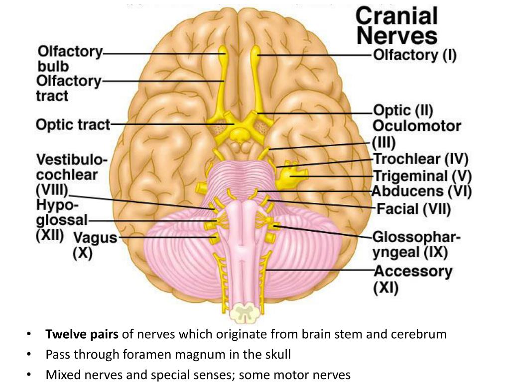 Nervous first. 12 Cranial nerves. Spinal Cranial nerves. Cranial nerves Anatomy. 6 Cranial nerve.