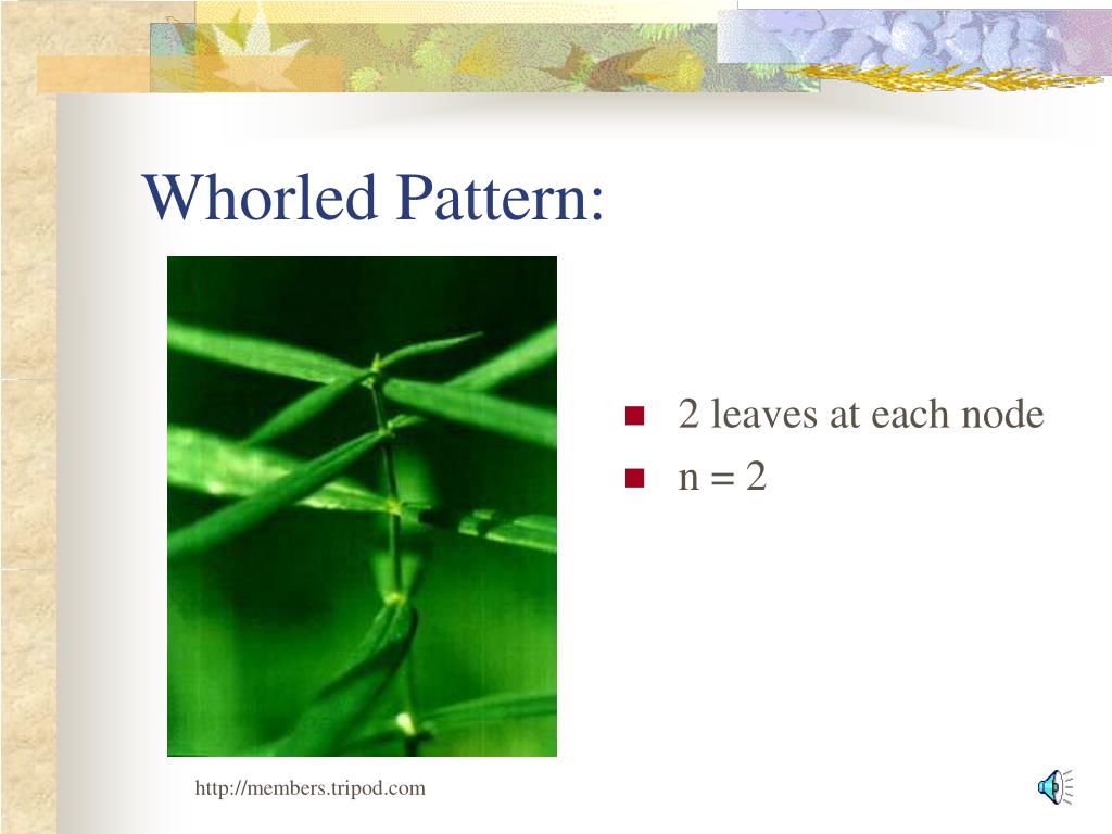 PPT Geometry in Nature PowerPoint Presentation, free download ID