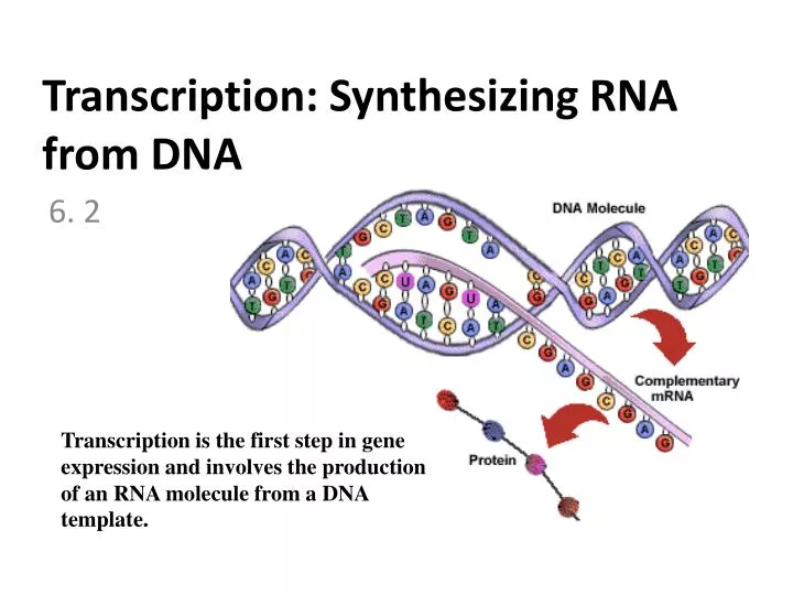PPT Transcription: Synthesizing RNA from DNA PowerPoint Presentation PPT Transcription: Synthesizing RNA from DNA PowerPoint Presentation