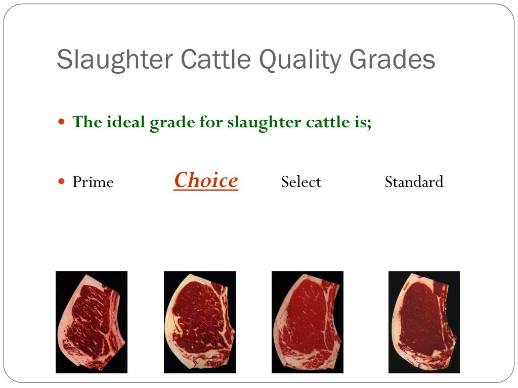 PPT Livestock Evaluation PowerPoint Presentation, free download ID5478836