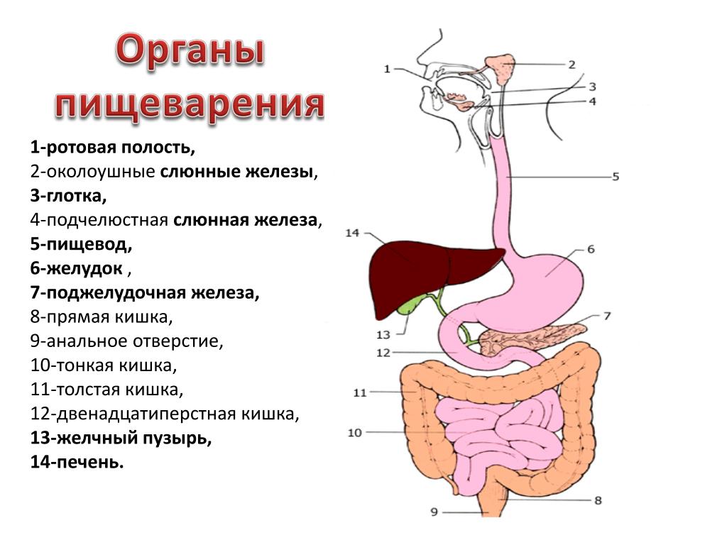 В каком отделе пищеварительной системы на стенках располагаются ворсинки