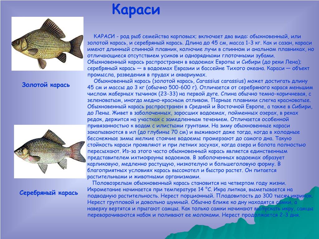 Доклад про классы рыб. Интересные факты о карасе. Доклад про карася. Сообщение о карасе 3 класс. Доклад на тему рыба карась.
