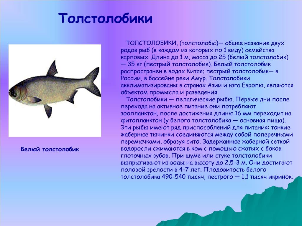 Толстолобик Рыба Купить В Красноярске