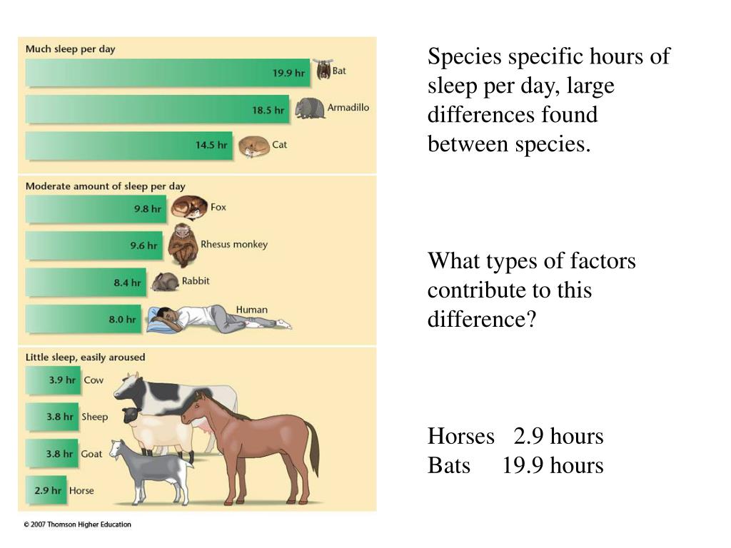 PPT Sleep And Biological Rhythms PowerPoint Presentation Free PPT Sleep And Biological Rhythms PowerPoint Presentation Free