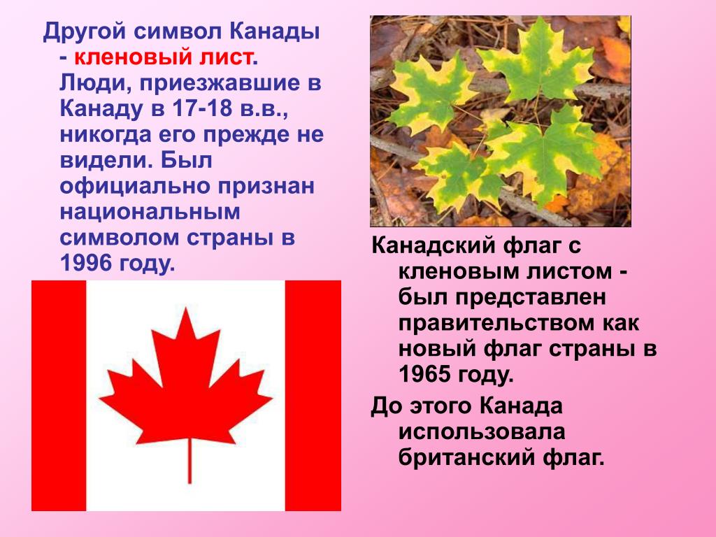 Какие деревья являются символом. Символ Канады кленовый лист. Сахарный клен символ Канады. Кленовый лист Канада символ флаг.