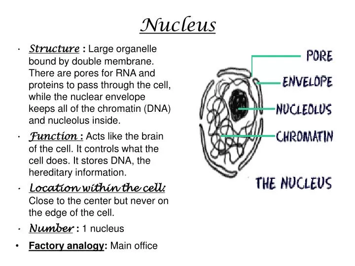 PPT - Nucleus PowerPoint Presentation, free download - ID:5483528
