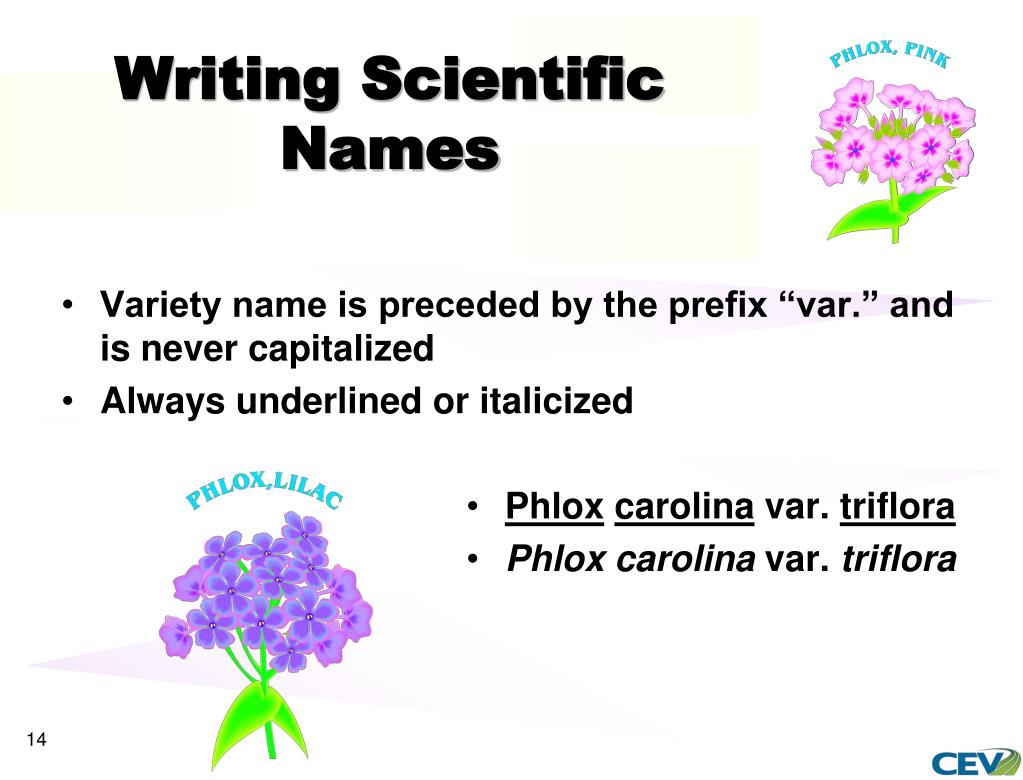 PPT - Naming Plants Scientifically PowerPoint Presentation, free