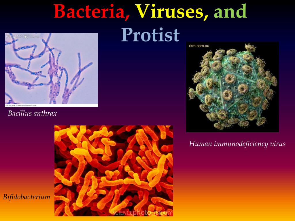 PPT - Bacteria , Viruses, and Protist PowerPoint Presentation, free