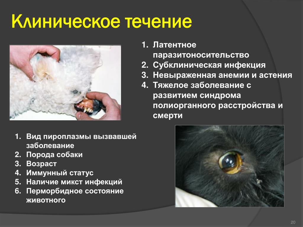 Какие заболевания животных наиболее опасны. Клиническое состояние животного. Течение болезни у животных.