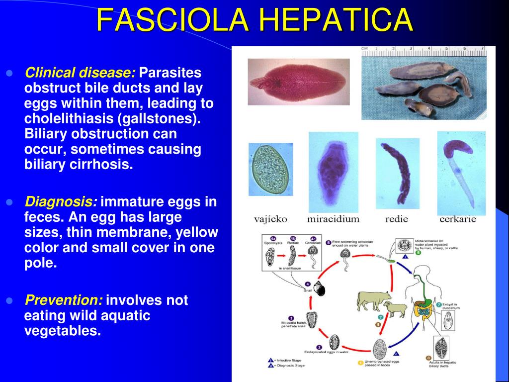 PPT - Medical Helminthology : Flatworms—human parasites PowerPoint