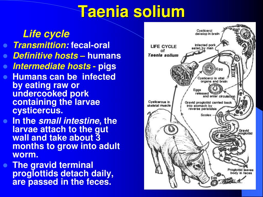 Цепни на латыни. Гельминтология бычий цепень. Taenia solium жизненный цикл схема. Тениоз (свиной цепень) хозяин. Свиной (вооруженный) цепень. Taenia solium..