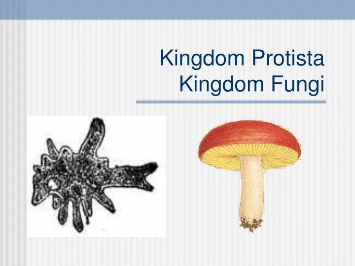 kingdom protista kingdom fungi n.