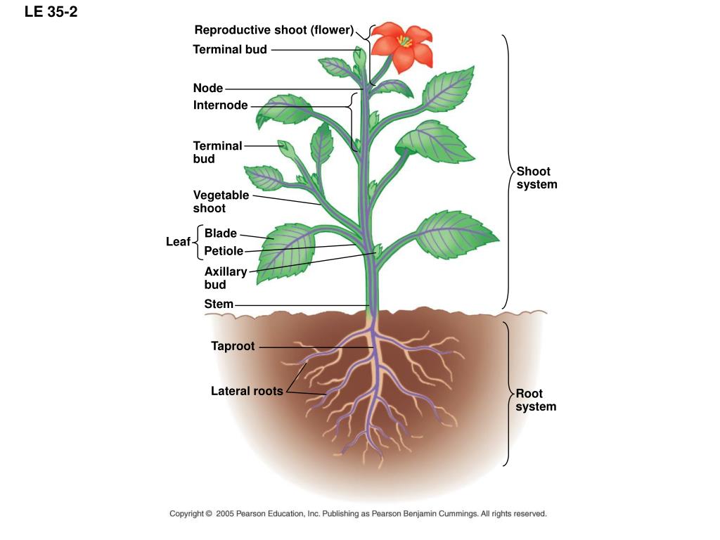 Plant structure. The structure of the Plant root. Plan structure. Plant Biology Plant structure.