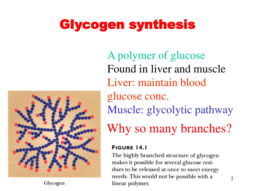 Ppt Chapter Principles Of Metabolic Regulation Glucose And