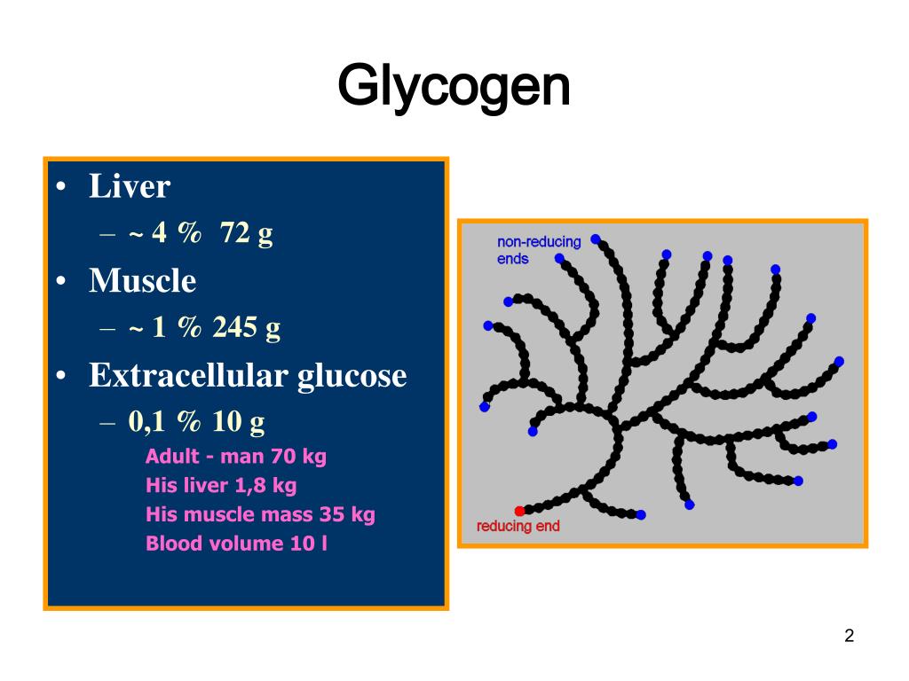 PPT - Glycogen PowerPoint Presentation, free download - ID:5488229